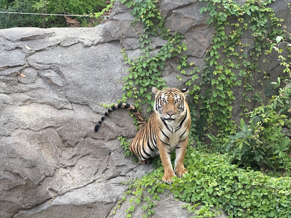 Exploring Singapore: Rainforest Wild Asia